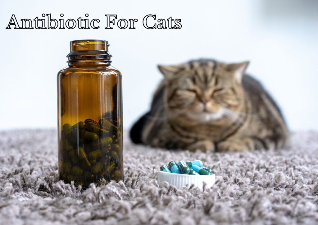 Antibiotics for Cats